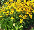 Black-Eyed Susan Plants 5-Pack Perennial Golden Yellow Daisy Rudbeckia hirta Full Sun Blooms July-Oct