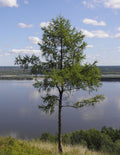 Dahurian Larch Tree Seeds - Larix gmelinii - Hardy Coniferous Tree Seeds for Gardening and Landscaping