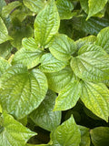 3 LOLOT TEXAS Live Plants - Lá Lốt - Vietnamese Culinary Herb (Piper lolot) - Fresh Edible Leaves, Ideal for Cooking