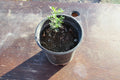 Desert Ironwood Tree Bonsai - Well Rooted Olneya Tesota - Unique Indoor/Outdoor Plant for Collectors