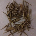 Rare Black Bamboo Seeds - 100+ Count - Exotic Fast Growing - Phyllostachys nigra - Ideal for Planting and Gardening