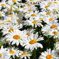 Shasta Daisy Seeds | Wildflower Perennial Flower Seeds | Classic White Daisies | Leucanthemum × superbum