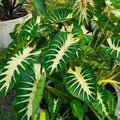 Maui Sunrise Colocasia esculenta - Small Rooted Starter Plant - Royal Hawaiian Elephant Ear
