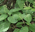 Stone Root Plant Bare Root 10-Pack Canadensis Collinsonia Native Medicinal Wildflower Perennial Herb