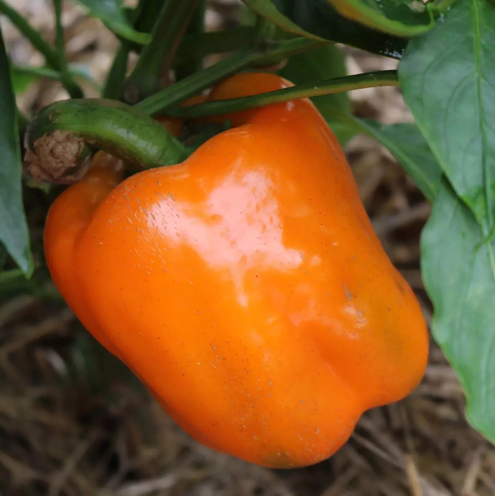 Orange Sun Sweet Bell Pepper Seeds - 120+ Heirloom NON-GMO - Fresh Gardening Seeds for Home Growing - Capsicum annuum
