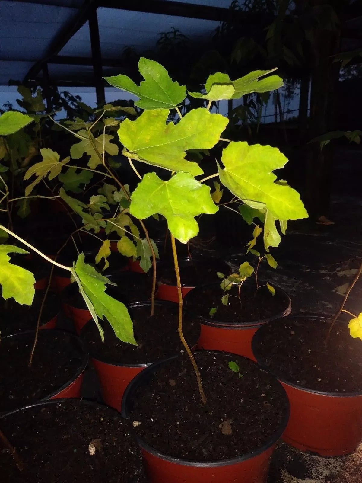 Ficus "Beers Black" Fig Tree 5-8" Cold Hardy Plant