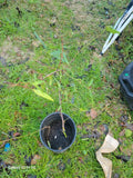 Nectarine Small Tree, Dwarf Variety, Fruit Tree for Home Garden, Prunus persica var. nucipersica