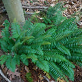 Christmas Fern Roots - 5 Bare Roots, Polystichum Acrostichoides, Native Evergreen Fern for Gardens and Landscapes