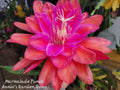 Epiphyllum Cuttings - 8 to 10 Inches - Marmalade Punch - Unrooted Epiphyllum oxypetalum