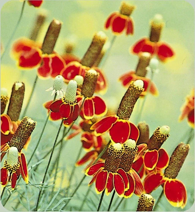 Mexican Hat Flower Seeds - 300+ Perennial Wildflower Seeds - Drought Tolerant, Heat & Cold Resistant - Ratibida columnifera