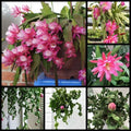 Live Epiphyllum 'Curly Locks' Orchid Cactus Succulent - 4" Bare Roots - Unique Green Houseplant for Indoor Gardening