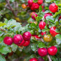 Barbados Cherry Tree Live Starter Plant 10 Pack Malpighia Emarginata Edible Fruit Tropical Shrub South Florida Gardening