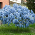 Wisteria Seedling - 1 Year Blue Moon Variety - Fast-Growing Ornamental Plant (Wisteria macrostachya)