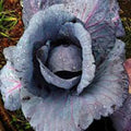 Cabbage Seeds, 100 Seeds, Red Acre Heirloom, Non-GMO, Brassica oleracea