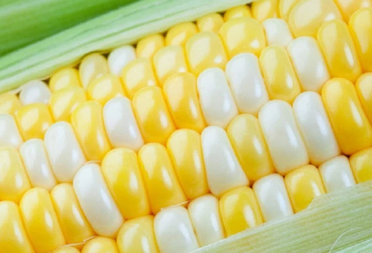 Peaches and Cream Sweet Corn Seeds 250+ Seeds, Zea mays, Bicolor, High-Yield, Home Garden, Heirloom Variety