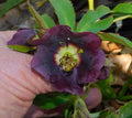 Hellebore Plants Mixed Seedlings - Winter Blooms - Helleborus Hybrid Seedlings for Garden or Indoor Decor