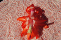 Christmas Cactus Starter Plant - Peach Party - Schlumbergera Truncata - Well Rooted Healthy Plant for Home Decor