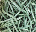 Provider Bush Bean Seeds - Heirloom Non-GMO Green Beans - 20+ Seeds - Ideal for Vegetable Gardens - Phaseolus vulgaris
