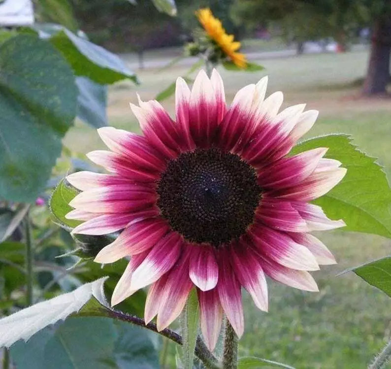 Cherry Rose Sunflower Seeds - 25 Perennial Flower Seeds - Helianthus annuus