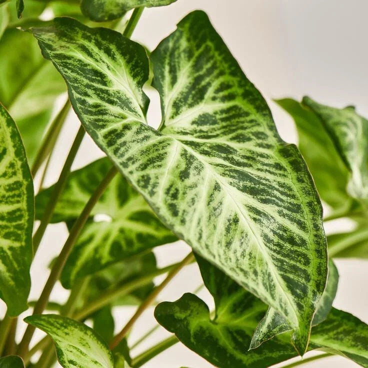 White Butterfly Syngonium Podophyllum Plant - Arrowhead Vine - Indoor Houseplant - Easy Care Philodendron