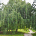 Weeping Willow Cuttings - 20 Unrooted Cuttings - Fast Growing Shade Tree - Salix babylonica