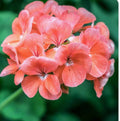 Coral Zonal Geranium Stem Cuttings – 10 Pelargonium Cuttings for Rooting – Ideal for Gardening Enthusiasts 🌱