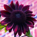 Chocolate Cherry Sunflower Seeds - 20+ Organic Rare Colorful Seeds for Planting - Helianthus annuus