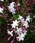 Pink Star Jasmine Cuttings - Five Fragrant Cuttings for Planting - Trachelospermum jasminoides