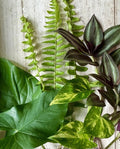 12 Rooted House Plant Cuttings - Pothos, Wandering Jew, Arrowhead, Ferns - Indoor Plant Starter Set