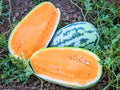 Tendersweet Orange Watermelon Seeds - 25+ Heirloom NON-GMO - Fresh Seed Pack - Citrullus lanatus