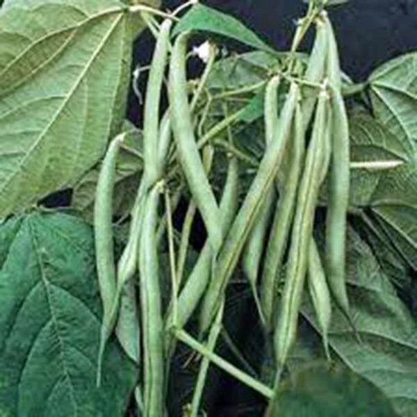 Blue Lake Bush Green Bean Seeds, Heirloom Variety, 20+ Seeds, Tasty Beans, Phaseolus vulgaris