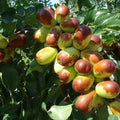5pcs Jujube Cuttings - Sherwood Variety - Chinese Red Date - Tao Tau - Hong Tao (Ziziphus jujuba)