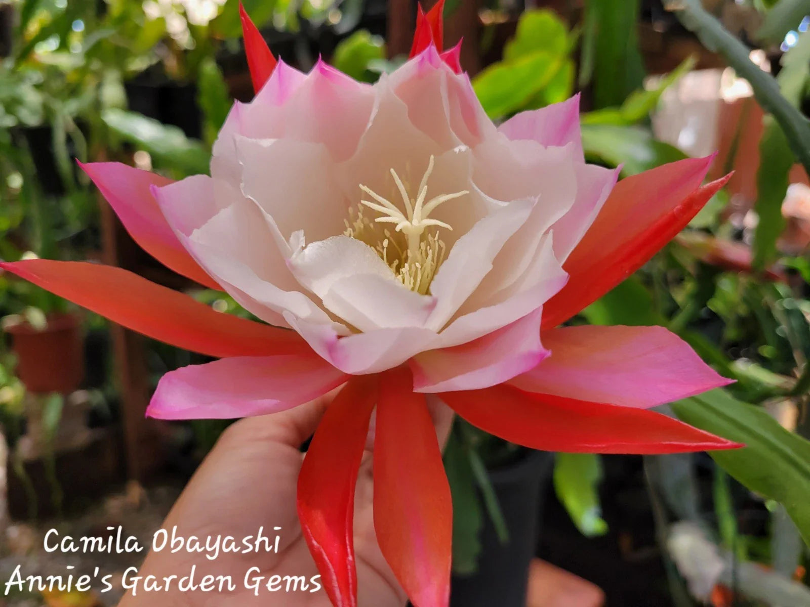 Epiphyllum Camila Obayashi Orchid Cactus in 4 Inch Pot | Well Rooted, Colorful Succulent Plant for Indoor Gardening