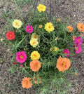 Portulaca Seeds - 100 Organic Moss Rose Mix - Edible Garden Purslane Flowers (Portulaca grandiflora)