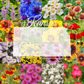 Eastern Kansas Wildflower Seed Mix 1/4LB Bulk - Covers 2,000 sq ft, Native Wildflowers for Gardens (No Scientific Name)