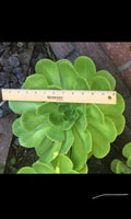 Succulent Cutting 6"-12" Gigantic Aeonium Arboreum Rosettes Cactus Rose Plant