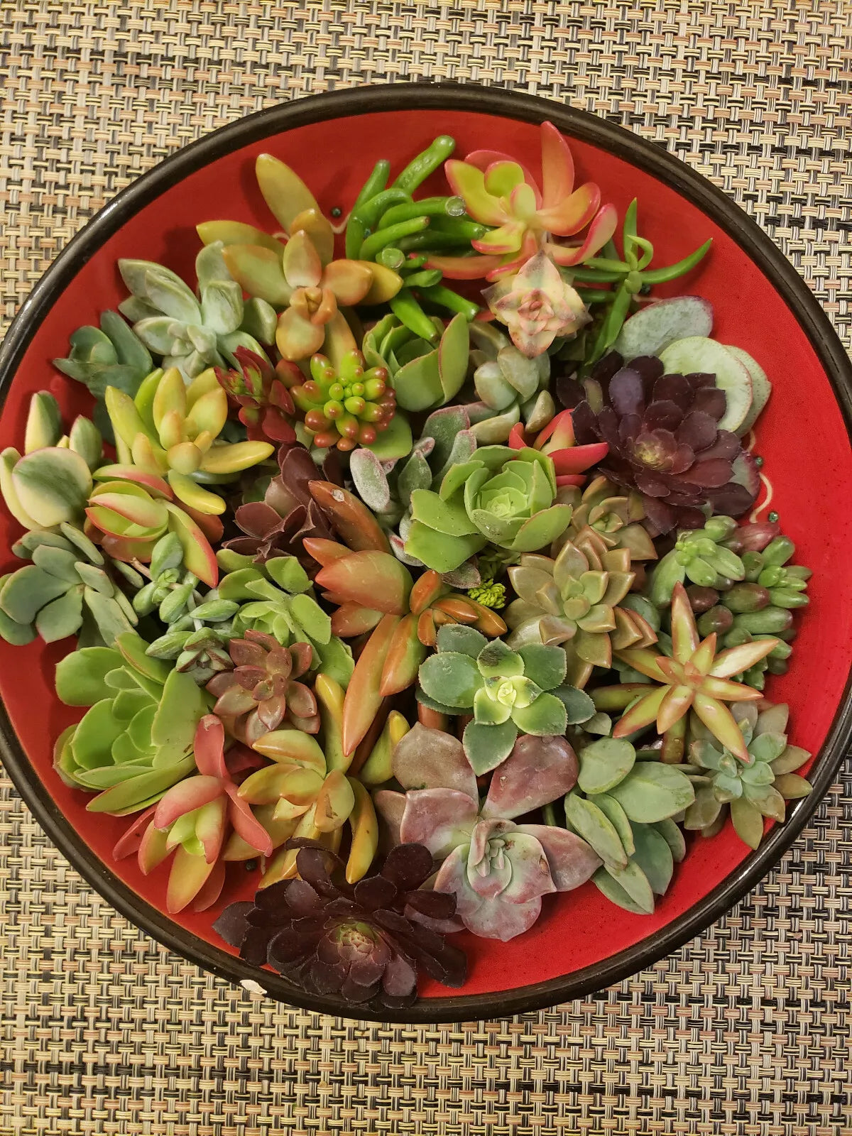 Succulent Cuttings 40 Pieces Mixed Varieties Ideal for Succulent Design - Echeveria, Sedum, Crassula, and More