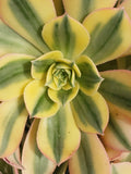 Aeonium Sunburst 6" Potted Plant - Unique Succulent with Stunning Yellow and Green Variegation, Indoor/Outdoor Decor