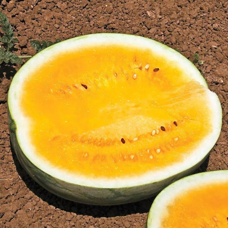 Orange Krush Watermelon Seeds - 10 Heirloom Seeds - Non-GMO - Rare Variety - Citrullus lanatus