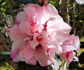 LIVE PLANT DOUBLE ROSE OF SHARON 1/2' HIBISCUS ALTHEA PINK FLOWERING STARTER - Hardy Variegated Blooms, Fast Growth