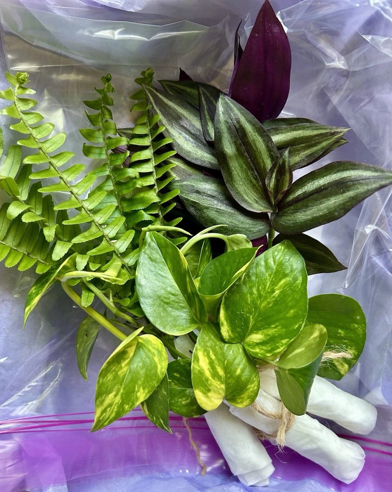 Rooted Plant Cuttings Variety Pack - 15 Assorted Cuttings for Home Gardening - Perfect for Propagation and Plant Lovers