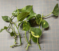 Golden Pothos Plant Rooted Cuttings - Epipremnum aureum - 5 Healthy Vining Plants for Easy Indoor Gardening