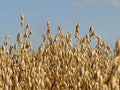 Whole Oat Seeds 10 lb - Wildlife Food Plot Cover Crop, Avena sativa for Deer and Wildlife Habitat