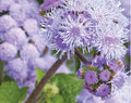 Ageratum Flower Seeds for Planting, Blue Planet Variety, 1,000 Seeds, Ageratum houstonianum