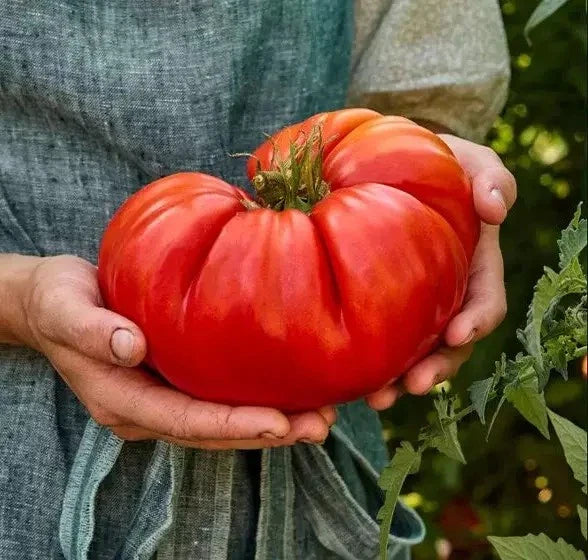 Giant Beefsteak Tomato Seeds - 10+ Heirloom Organic NON-GMO - Fresh Gardening Seeds for Home Planting