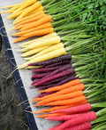 Rainbow Carrot Blend Mix Seeds - 200+ NON GMO Heirloom Organic Seeds for Vibrant Garden - Daucus carota
