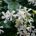 Confederate Star Jasmine Starter Plant - Extremely Fragrant Vine - Trachelospermum jasminoides - USA Grown
