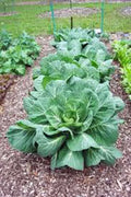 Collard Greens Seeds, Vates Variety, Heirloom Non-GMO, 200+ Seeds, Brassica oleracea