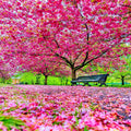 Japanese Sakura Cherry Blossom Tree Seeds - Hardy Flower Plant (Prunus sargentii) - Ornamental Gardening Seeds