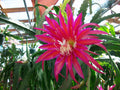 Epiphyllum Orchid Cactus Cutting - "Shimmer" Variety - Unique Tropical Houseplant - Perfect for Indoor Gardens